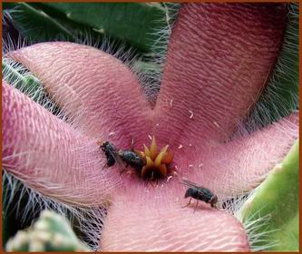 Файл:Stapelia gigantea Khanon-197.jpg