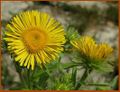 Inula britannica (Altlussheim).jpg