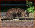 Kotsende molenpoes Woldzigt Roderwolde (Dr.NL).jpg