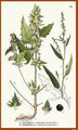 Atriplex hastatum, Atriplex patulum (Nordens Flora).jpg