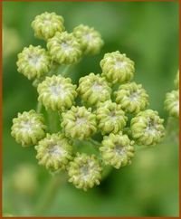 Tanacetum balsamita Inflor Khanon-208.jpg