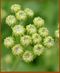 Tanacetum balsamita Inflor Khanon-208.jpg