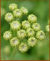 Tanacetum balsamita Inflor Khanon-208.jpg