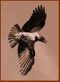 Corvus cornix Oulu-220.jpg