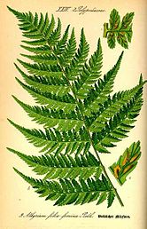 Athyrium filix-femina Folia.jpg