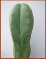 Trch scopulicola Khanon202.jpg