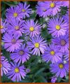 Aster amellus cv.Rudolf Goethe Kh-215.jpg