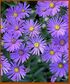 Aster amellus cv.Rudolf Goethe Kh-215.jpg