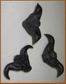 Trapa bicornis (water caltrop).jpg
