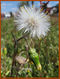 Senecio vulgaris Hockenheim215.jpg