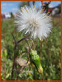 Senecio vulgaris Hockenheim215.jpg
