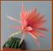 Eps araliana Khanon Xo6 Select-203.jpg