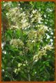 Henna (Lawsonia inermis).jpg