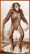 Tyson Edward. Orang-Outang (1699).jpg