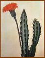 Senecio stapeliiformis exHaage1.jpg