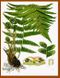 Dryopteris filix-mas Koehler's Medizinal-Pflanzen.jpg