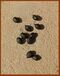 Vicia cracca (Kh-220).jpg