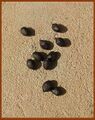 Vicia cracca (Kh-220).jpg