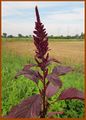 Amaranthus cruentus (Hockenheim, 2012).jpg