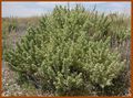 Atriplex confertifolia (Montana, USA).jpg