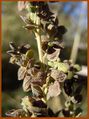 Atriplex patula (Montana, USA).jpg