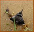 Trapa natans fruit (Chataigne d'eau).jpg
