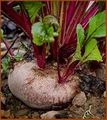 Beta vulgaris (France-212).jpg
