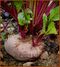 Beta vulgaris (France-212).jpg