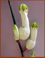 Ceropegia ampliata (condom plant) Khanon197.jpg
