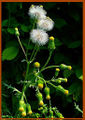 Senecio vulgaris Karlsruhe209.jpg