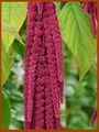 Amaranthus caudatus (Dordogne, France).jpg