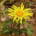 Inula hirta Tauberland.jpg
