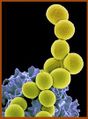 Staphylococcus aureus (charmes).jpg