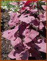 Atriplex hortensis (San Diego County Fair, California).jpg