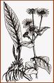 Inula helenium Shishkin San-Pur-1872.jpg