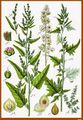 Atriplex hortensis, Atriplex sagittata (Deutschlands Flora).jpg
