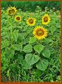Helianthus annuus (Stutensee, Germany).jpg