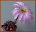 Eps velusiana Khanon X54 Select-201(210).jpg