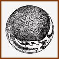 Emb.Podophthalma.jpg