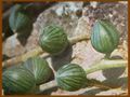 Senecio herreianus exHaage1.jpg