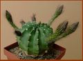 Eps velusiana Khanon X54 Select-201(218).jpg
