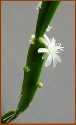 ...Rhipsalis cereoides (Рипсалис, похожий на цереус) — самое старое и возлюбленное растение из моей коллекции (с апреля 1981 года), ему всего на шестнадцать лет меньше, чем мне...