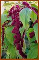 Amaranthus caudatus (foxtail amaranth).jpg