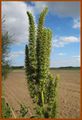 Amaranthus retroflexus (Reilingen, 2012).jpg