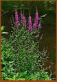 Lythrum salicaria, Karlsruhe.jpg