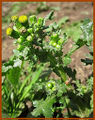Senecio vulgaris Saarbrucken213.jpg