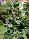 Atriplex aff. patula L.jpg