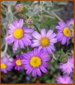 Senecio elegans L. (hort).jpg