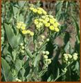 Tanacetum balsamita Habitus Khanon-209.jpg