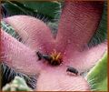 Stapelia gigantea Khanon-197.jpg